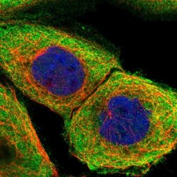 PPP2R1B Antibody, Novus Biologicals:Antibodies:Primary Antibodies